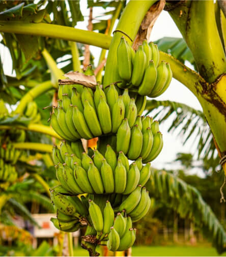 a bunch of ripe yellow bananas, highlighting the surprising fact that bananas are technically classified as berries.