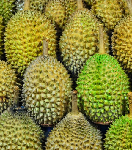 Close-up image of a spiky durian fruit, known for its strong smell and unique creamy texture, often called the "King of Fruits" in Southeast Asia.