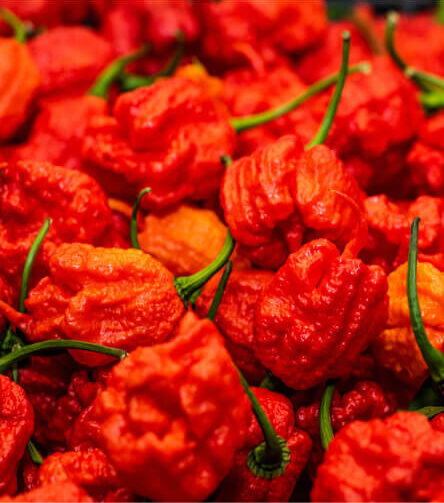 Close-up image of the world’s spiciest chili, a small, wrinkled red pepper with a glossy surface, known for its intense heat and fiery flavor.